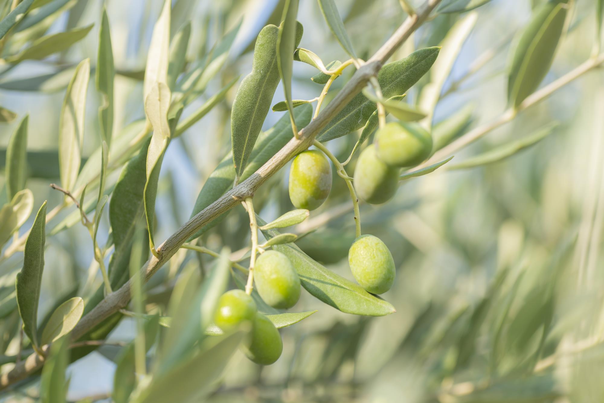 Marân, il nostro olio extravergine di oliva biologico 